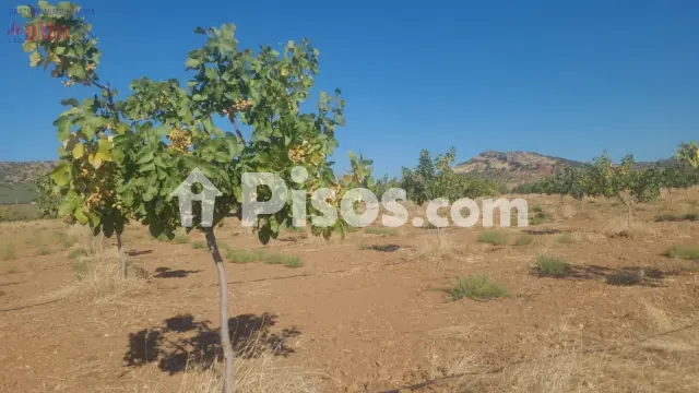 Finca rústica en venta en Malagon